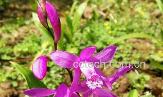 白芨的功效与作用 白芨的食用禁忌-1