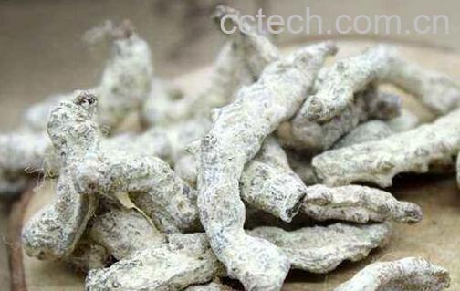 白僵蚕的功效与作用及食用方法-0