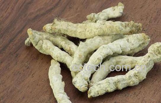 白僵蚕的功效与作用及食用方法-1