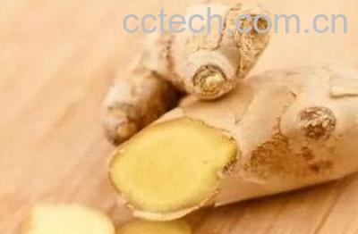 蒲公英配什么去掉寒性 蒲公英寒性大怎么处理-1