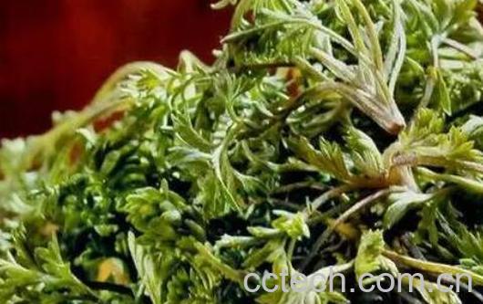 白蒿泡水喝的功效 白蒿泡水喝的禁忌-0