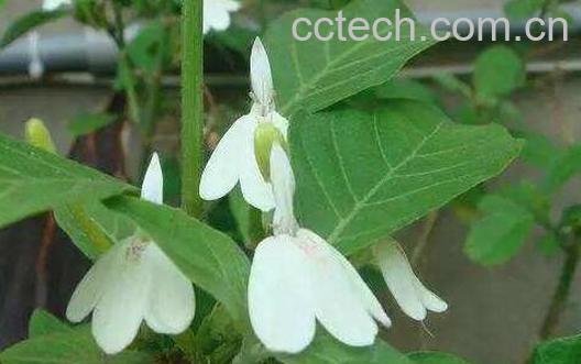 白鹤灵芝的功效与作用 白鹤灵芝的食用禁忌-0