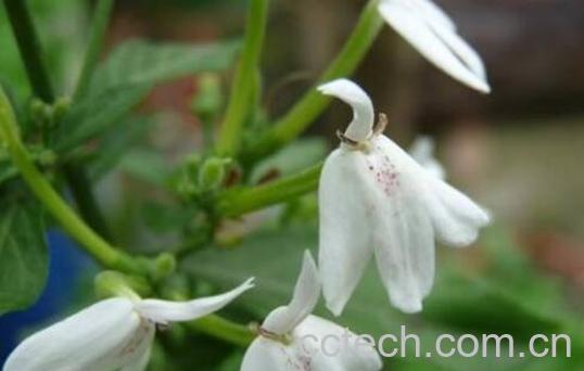白鹤灵芝的功效与作用 白鹤灵芝的食用禁忌-1