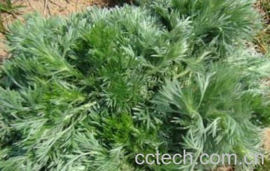 白蒿怎么吃 白蒿的吃法-0