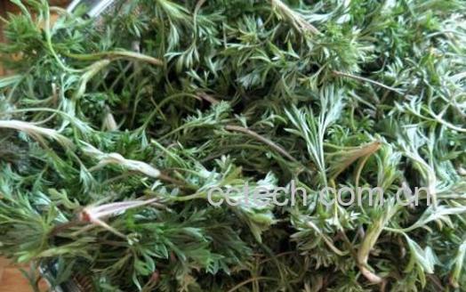 白蒿的功效与作用 白蒿的食用禁忌-0