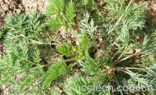 白蒿怎么吃 白蒿的吃法-1