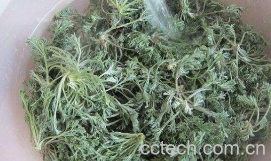 白蒿的功效与作用 白蒿的食用禁忌-1