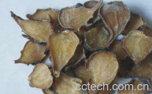 白附子和黑附子的区别-0