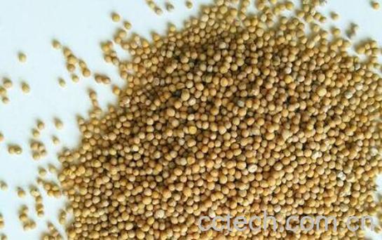 炒芥子的功效与作用及药用价值-0