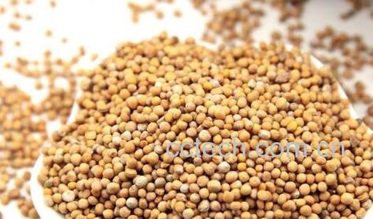 炒芥子的功效与作用及药用价值-1