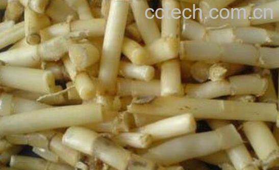 白茅根的功效与作用 白茅根的药用价值-1