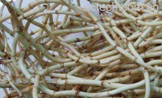 白茅根的功效与作用 白茅根的药用价值-0