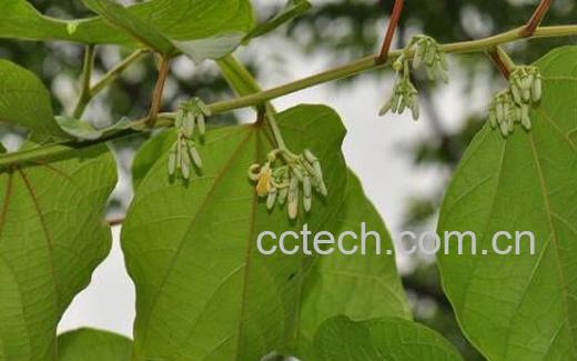 八角枫的功效与作用 八角枫根的副作用-0