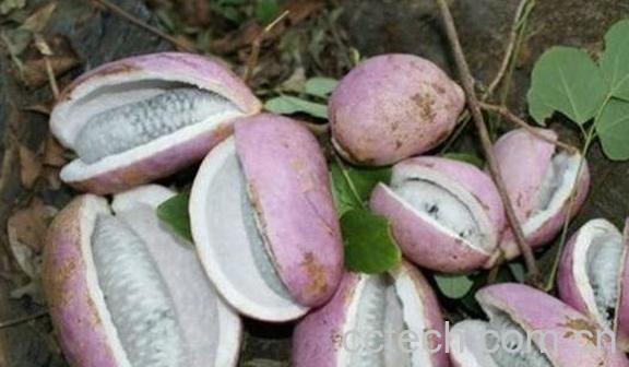 八月札的功效与作用-0