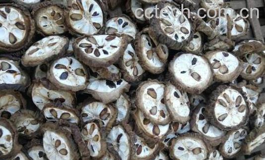 八月札的功效与作用-1