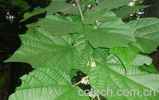 八角枫的功效与作用 八角枫根的副作用-1