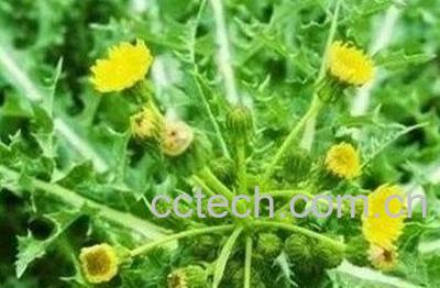 蒲公英洗脸有什么功效-0