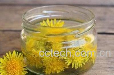  用蒲公英水洗脸的坏处-1