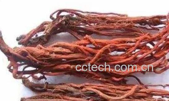 血参根的功效与作用及药用价值-0