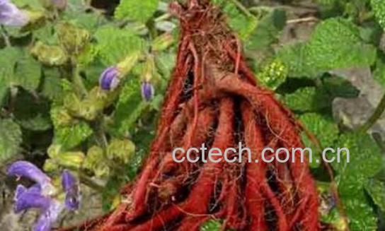 血参根的功效与作用及药用价值-1