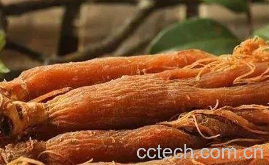 女性吃红参的禁忌 女性吃红参的最佳时间-1