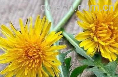 蒲公英熬水洗脸方法技巧-1