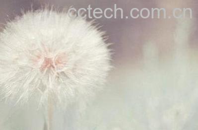 白色蒲公英有什么功效-0