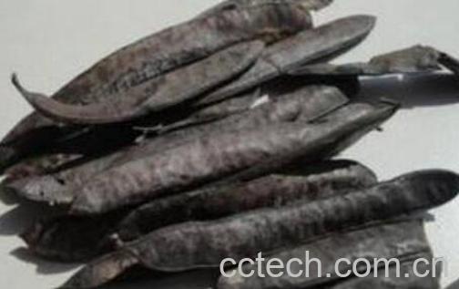 大皂角的功效与作用-1