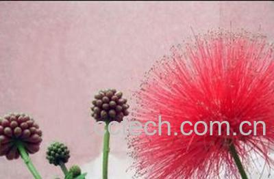 红色的蒲公英有毒吗 红色的蒲公英的功效与作用-1