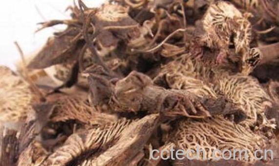 升麻的功效与作用 升麻的禁忌-1