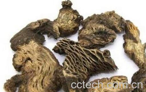 升麻的功效与作用 升麻的禁忌-0