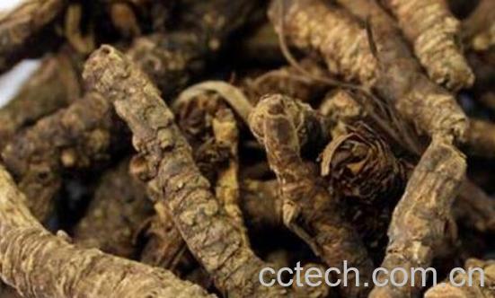 胡黄连的功效与作用及禁忌-0