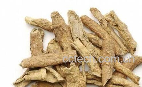 地骨皮的功效与作用有哪些-0