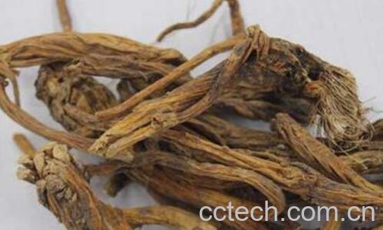 秦艽的功效与作用 秦艽的副作用与禁忌-1