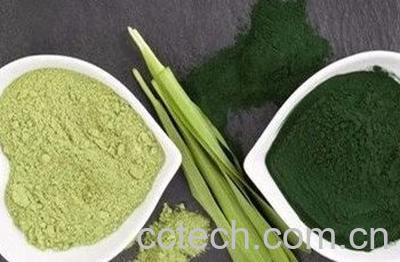  蒲公英面膜的功效与作用 -1