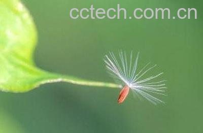  蒲公英面膜的功效与作用 -0