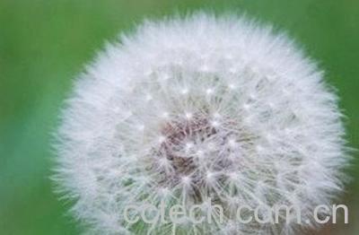  藏蒲公英的功效与作用 藏蒲公英的副作用-0