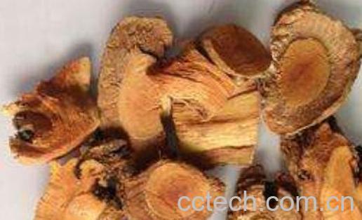 山葡萄根的功效与作用-0