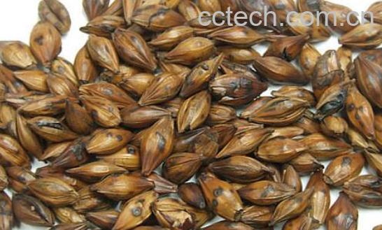 焦麦芽的功效与作用及副作用-0