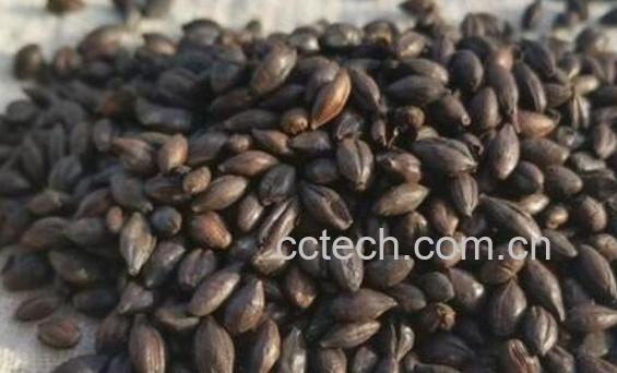 焦麦芽的功效与作用及副作用-1