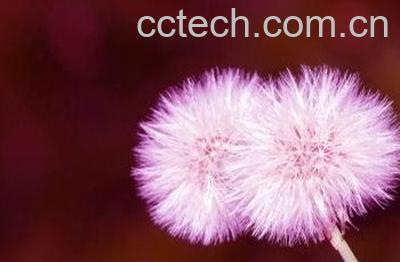  绯红蒲公英的功效与作用-0