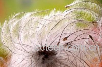  绯红蒲公英的功效与作用-1