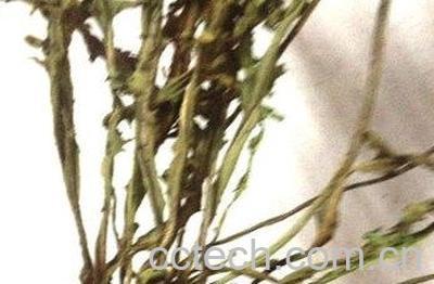 干蒲公英泡水喝的功效-0