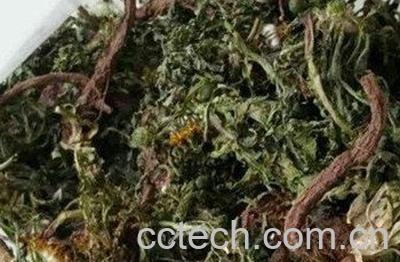 干蒲公英泡水喝的功效-1