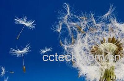 亚东蒲公英的养殖方法 养殖亚东蒲公英的注意事项-1