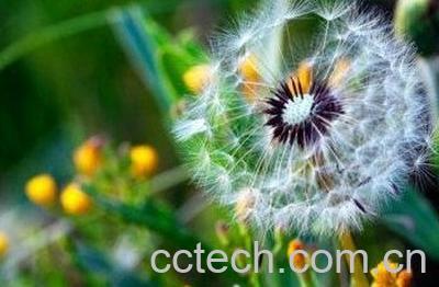 蒲公英通奶结吗 蒲公英煎水治奶结方法-0