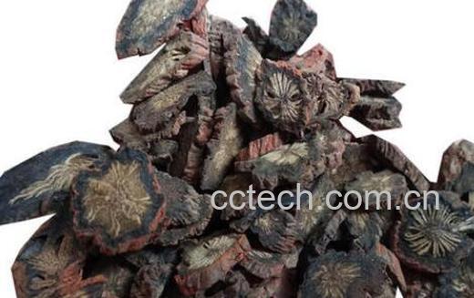 紫绒三七的功效与作用-1