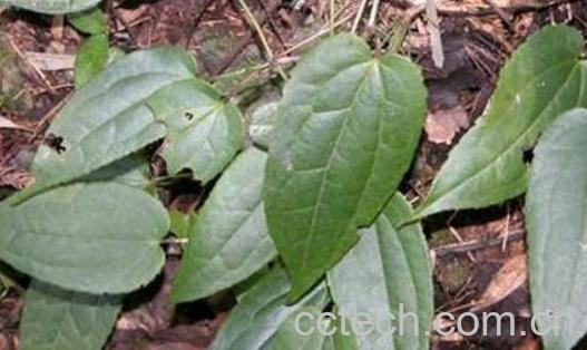 雪里开的功效与作用-1