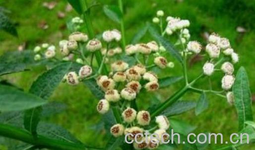 六棱菊的功效与作用-1