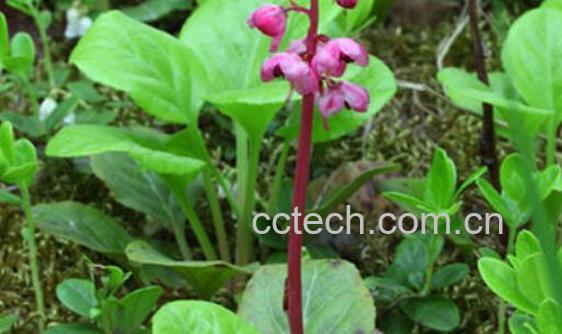 鹿含草与鹿衔草的区别 鹿含草的功效-0